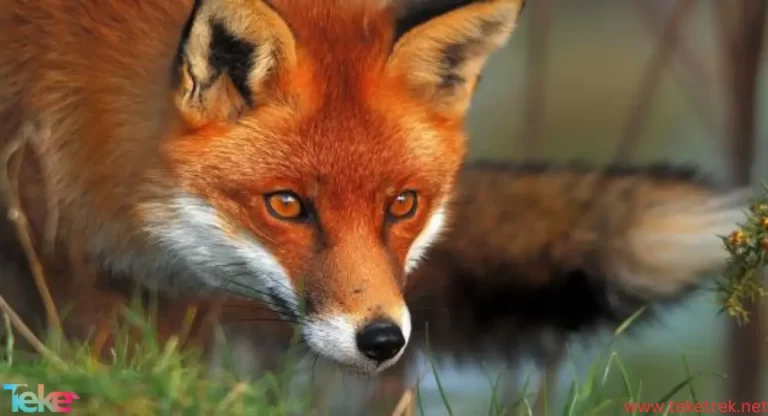 Fox