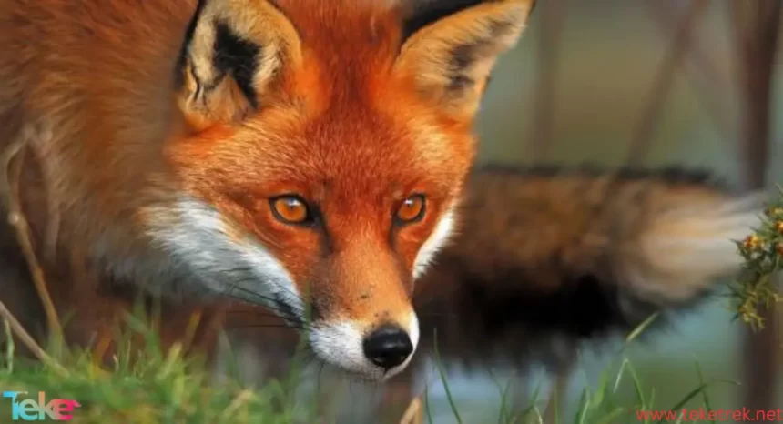 Fox