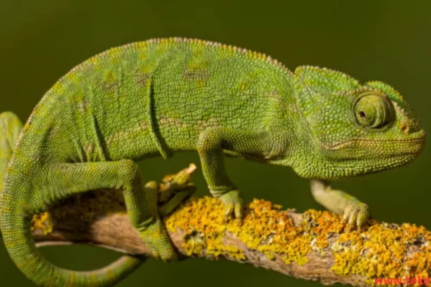 Veiled chameleon