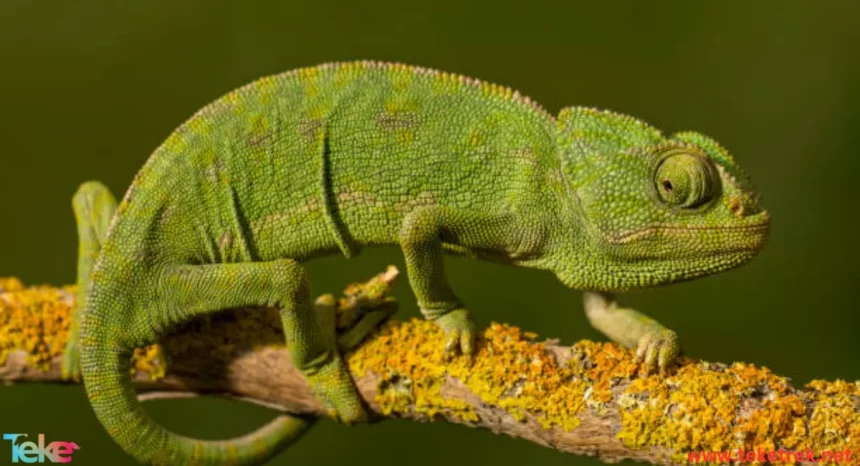 Veiled chameleon