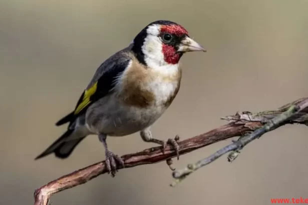 goldfinch