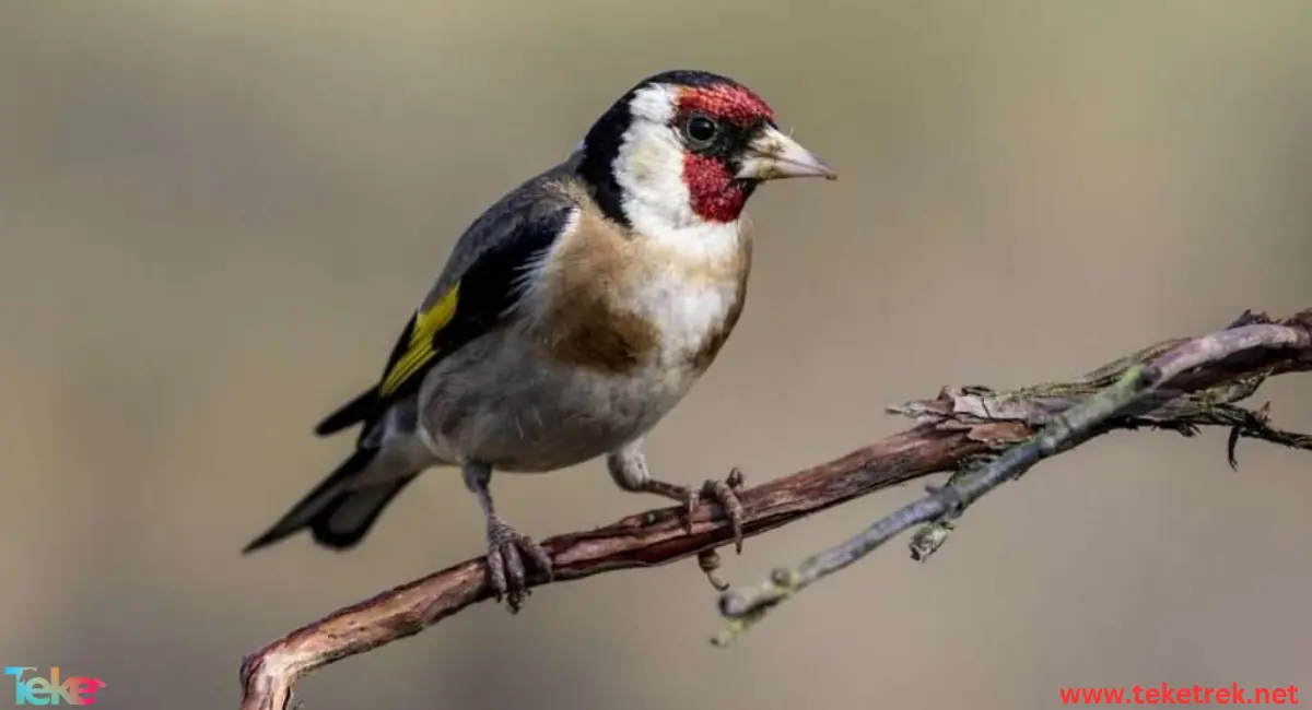 goldfinch