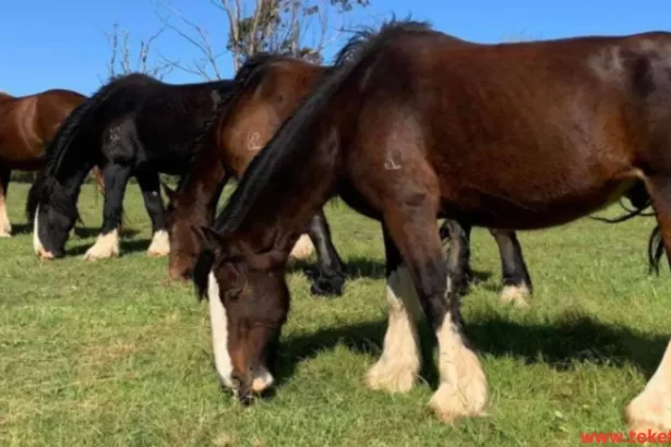 Australian horse