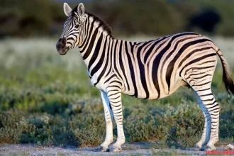 A Zebra