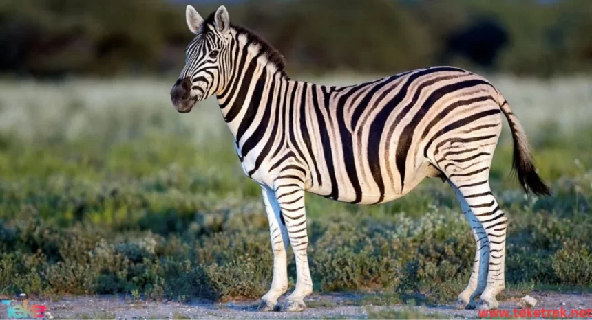 A Zebra