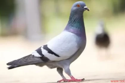 Pigeons