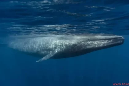 whale
