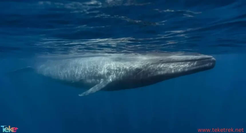 whale