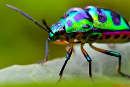 The beetle animal