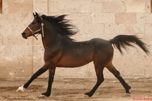 Anglo Arabian horse