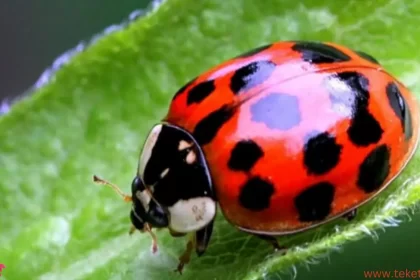 Ladybug