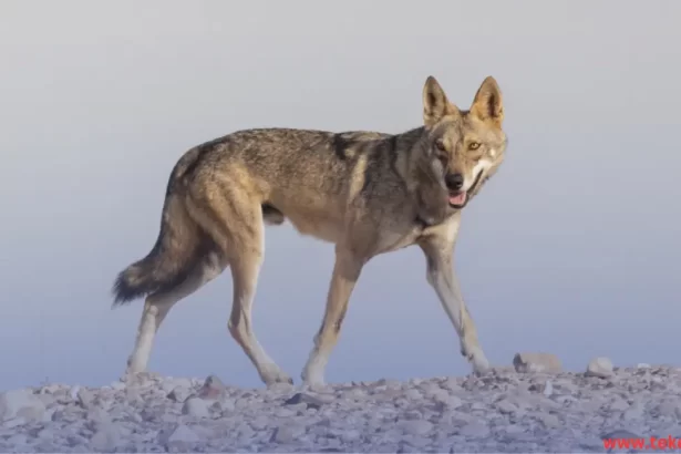 arabian wolf