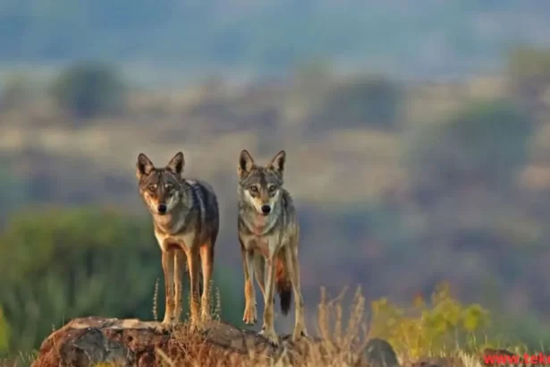 indian wolf