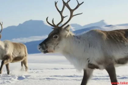 Reindeer