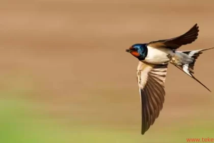 The swallow