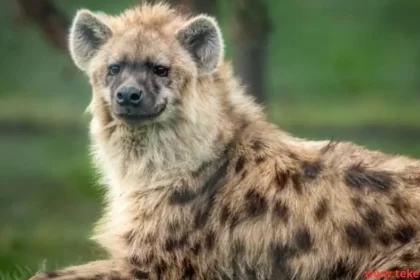 spotted hyena