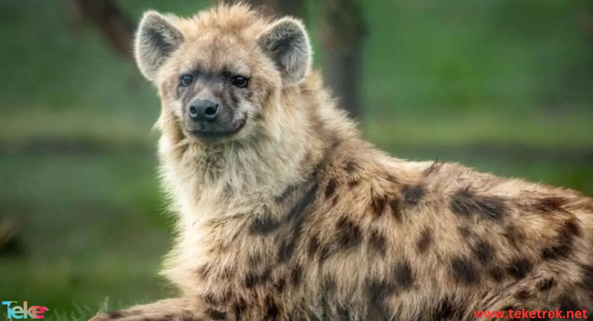 spotted hyena