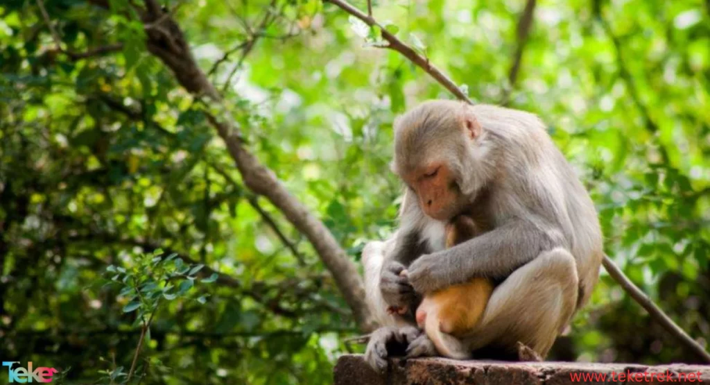 Animals Living in the Jungle