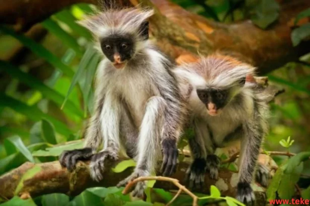 zanzibar red monkey