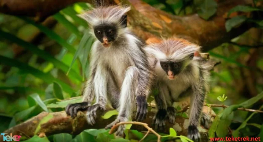 zanzibar red monkey