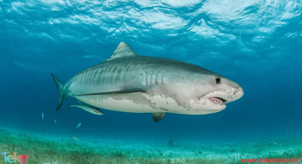 Tiger shark