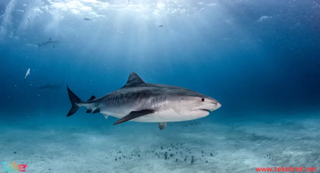 Tiger shark
