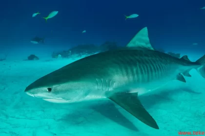 Tiger shark