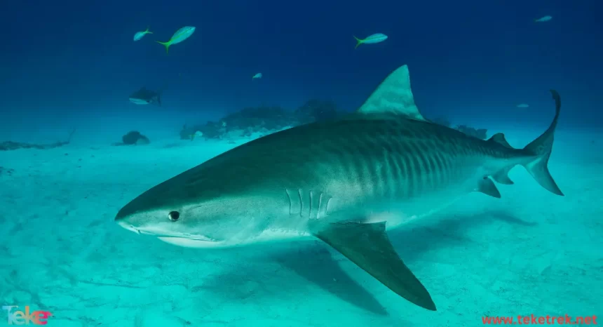 Tiger shark