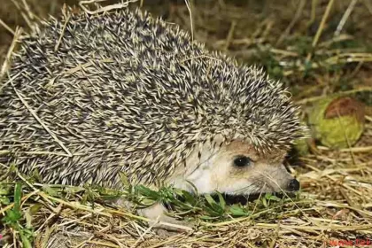 The Hedgehog