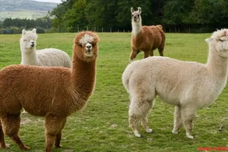 Llama