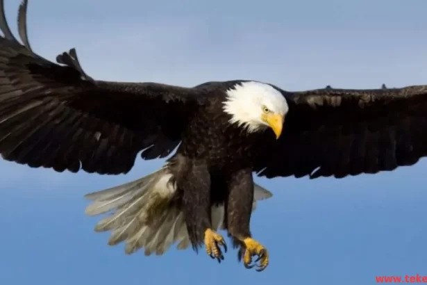 the eagle bird