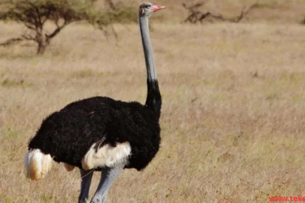 Blue-necked Ostrich