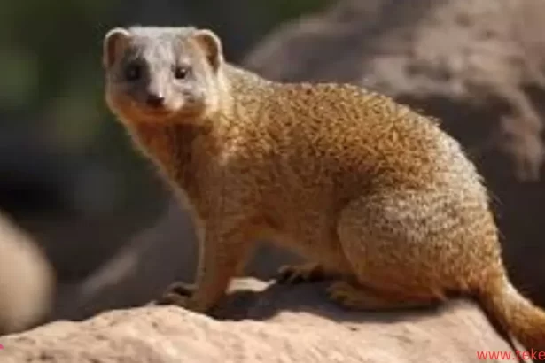 mongoose