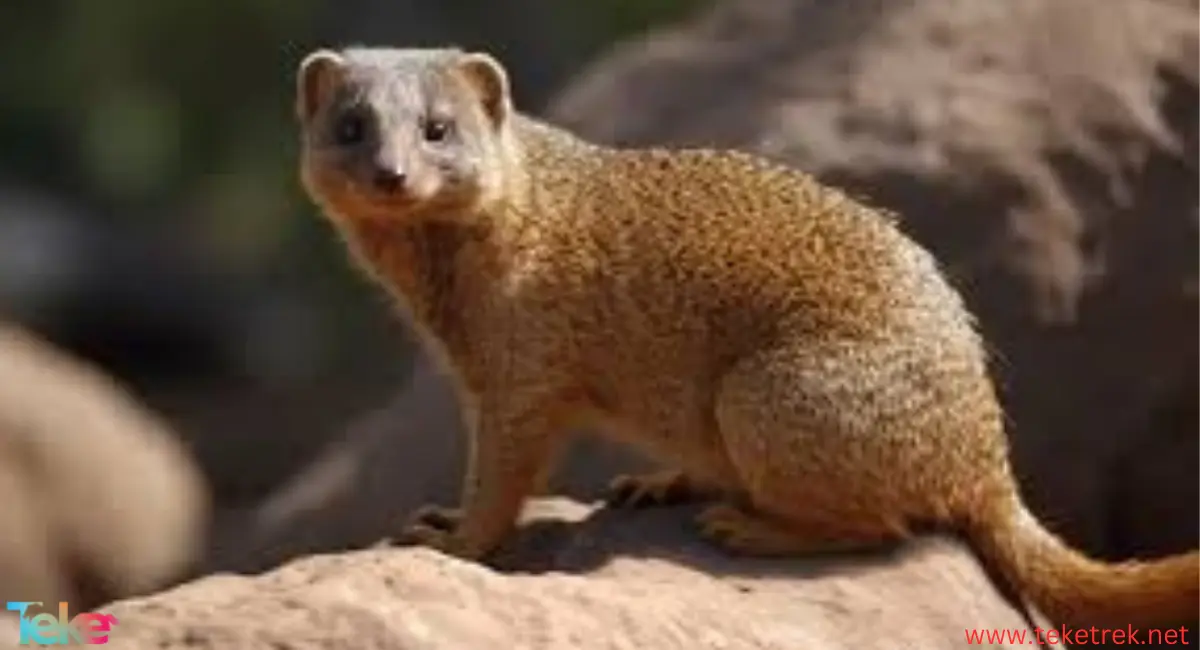 mongoose