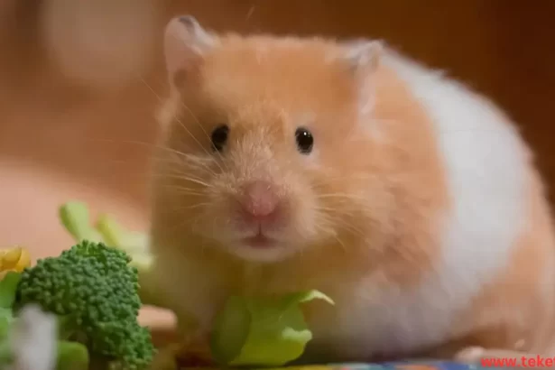 Hamster