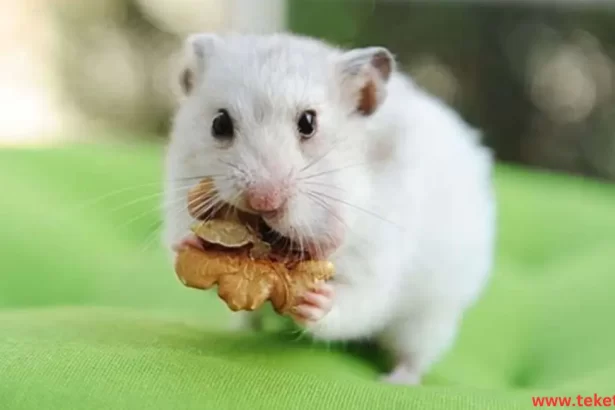 chinese hamster