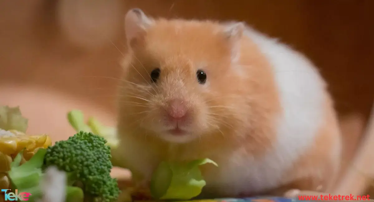 Hamster