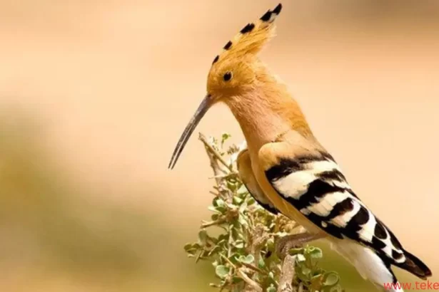 hoopoe