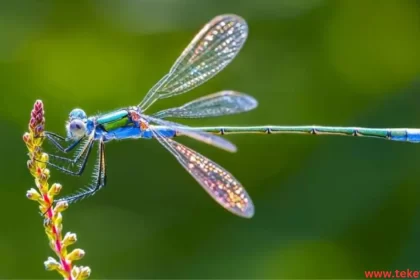 dragonfly