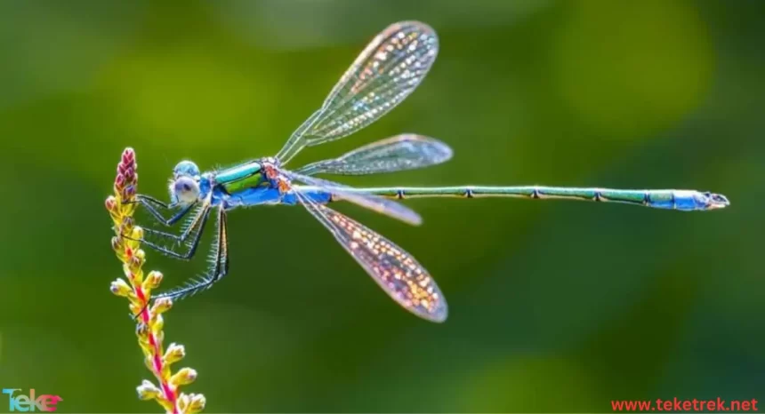 dragonfly