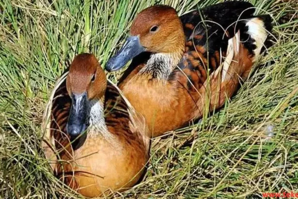 Fulvous whistling duck