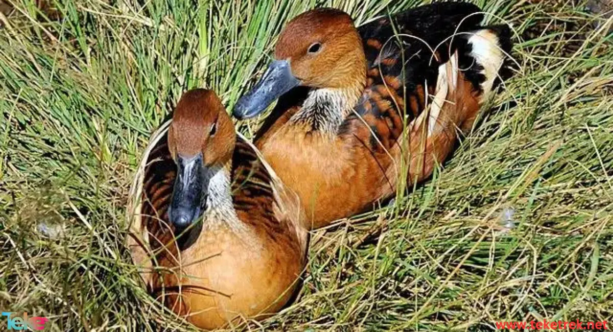 Fulvous whistling duck