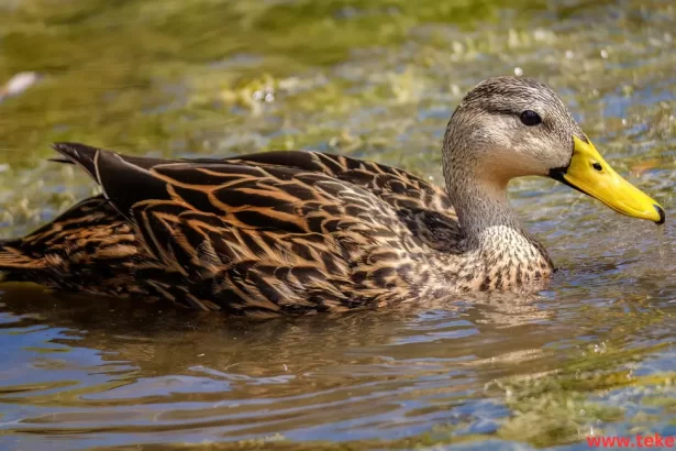 Cayuga duck