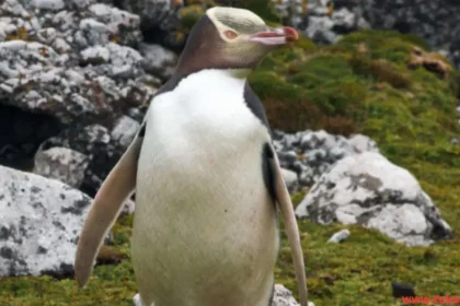 yellow eyed penguin