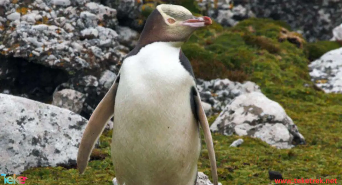 yellow eyed penguin