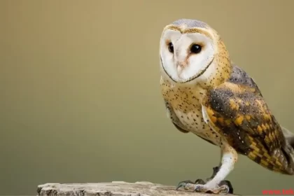 barn owl