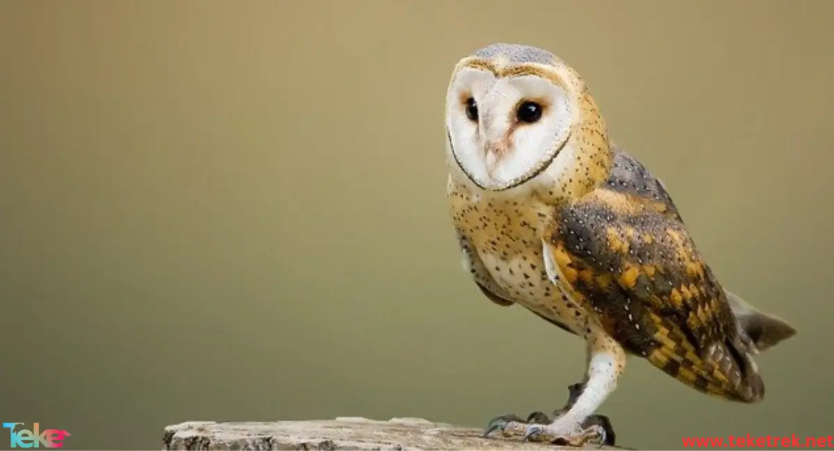 barn owl