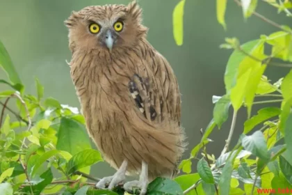 fish owl