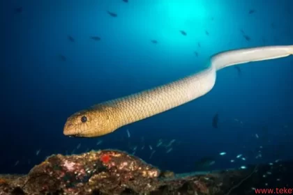 sea snake