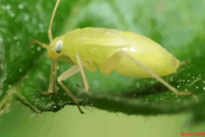 aphid